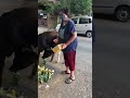 Neighbourhood Cows being fed by Save Shakti Foundation
