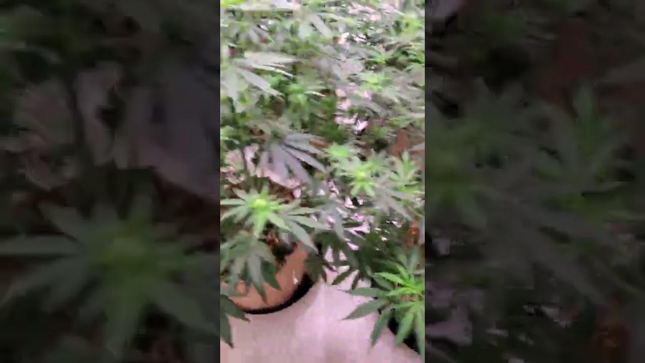 Bloom Seed Co Melted Strawberries