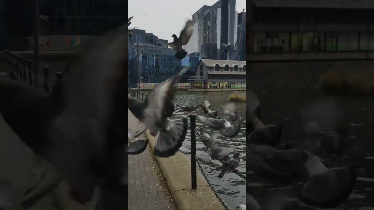 Welcome Of The Beautiful Adorable Pigeons Part 13 Birdlovers Pigeonlovers