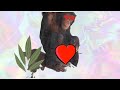 Crazy Monkey Real Story Monkey Show Dick 