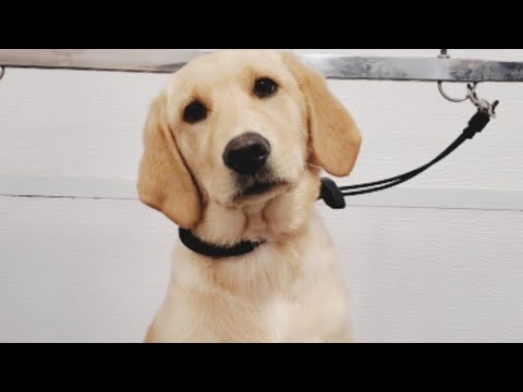 Video: Top 10 labākie mazie suņu šķirnes bērniem