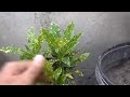 Croton Plant | Indoor Plant Maintenance | How to Care for Plants | Gardening Ideas (Urdu/hindi)