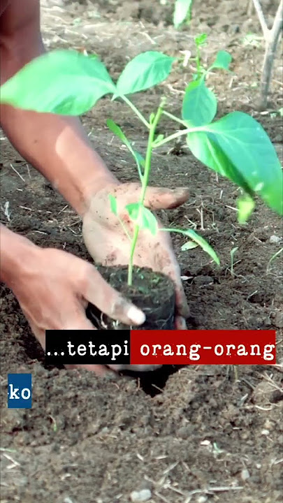 story wa buat para petani #shorts