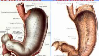 Pharynx. Esophagus. Stomach. Video-lecture by Zimatkin (22)