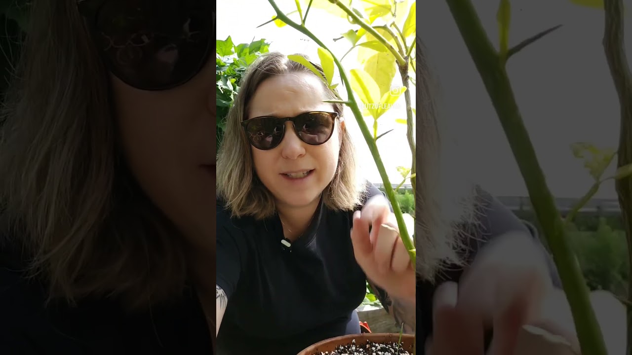 Water sprouts?? Say it ain't so. 