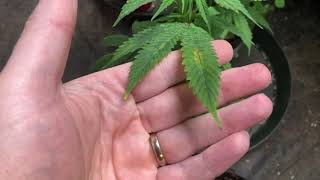 SpiderFarmer - No Green For You