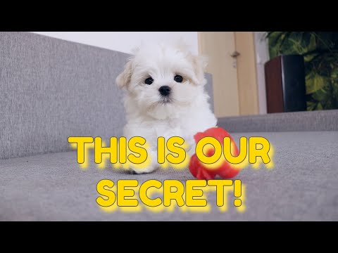 Video: Ako si vybrať správneho psa pre vás