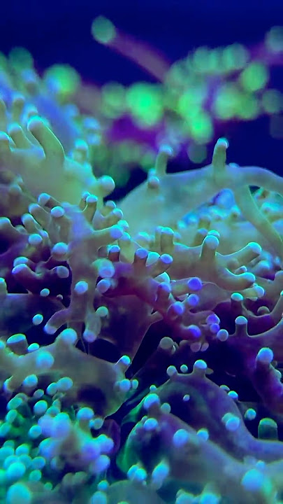 Download lagu Beautiful Coral in My Reef Tank. 😍