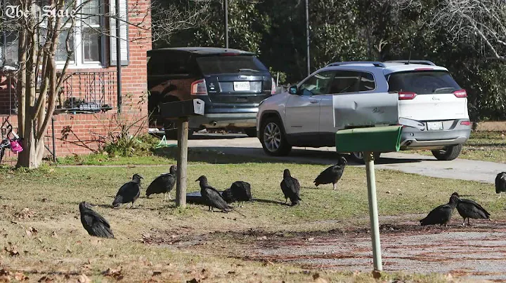 Vultures tapping on roof unwelcome nuisance in Cay...