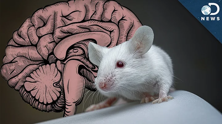 What Can We Learn By Giving A Mouse A Human Brain? - DayDayNews