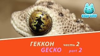 gecko polymer clay tutorial 2part геккон из полимерной глины мастер класс 2часть gecko polymer clay tutorial 2part геккон из полимерной глины мастер класс 2часть