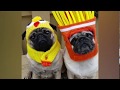 Cutest and funniest pug funny moments of 2019  monkoodog