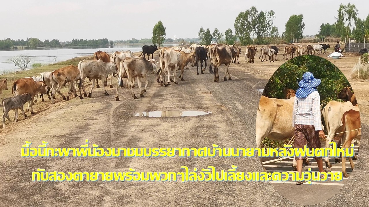 มื้อนี้กะพาพี่น้องมาชมบรรยากาศบ้านนายามหลังฝนตกใหม่กับสองตายายพร้อมพวกๆไล่งัวไปเลี้ยงและความวุ่นวาย