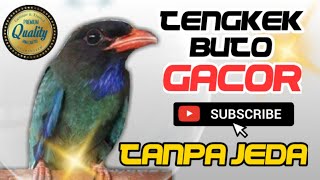 Tengkek Buto gacor nyaris tanpa jeda