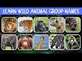 Animal Group Names | Wild Animal Group Names | Animal Names | Lion, Tiger, Giraffe, Elephant, Zebra