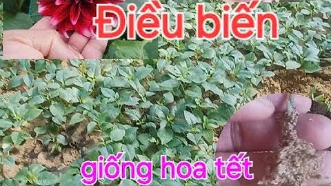 Thược dược màu biến khách tin tưởng nên bao vườn luôn ạ