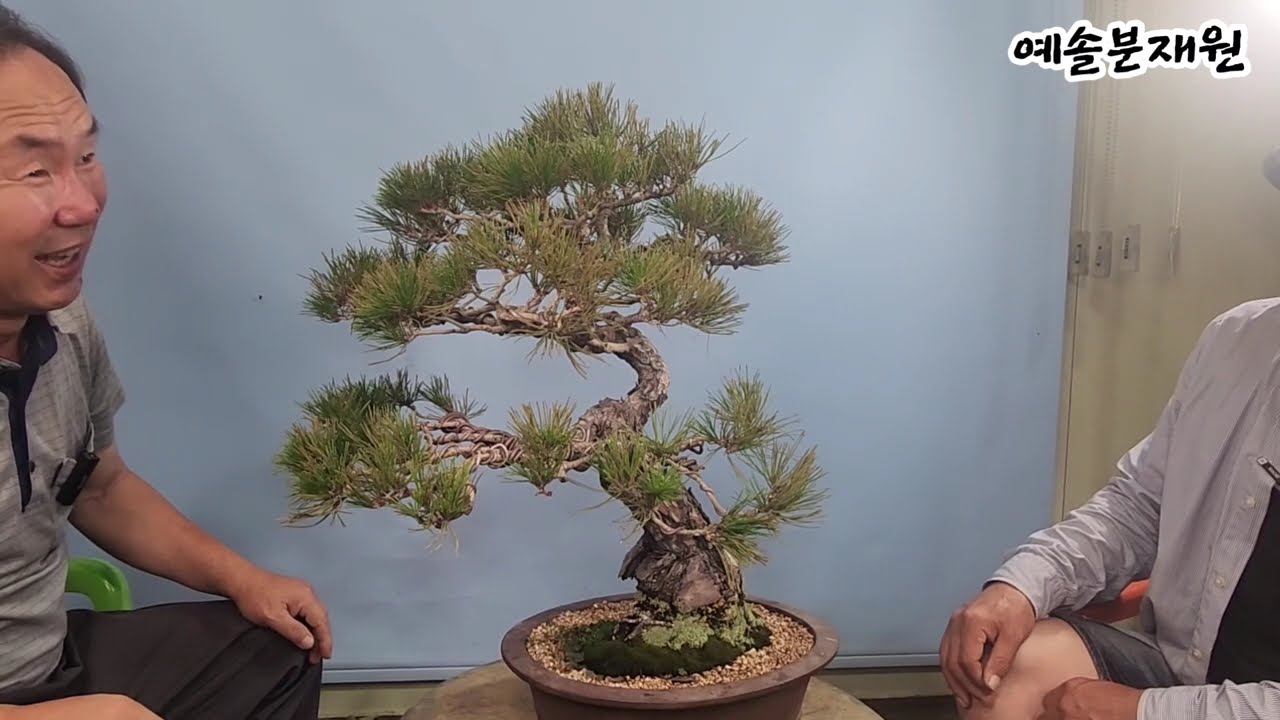 분재관리 586강   대전에서 날아온 소나무