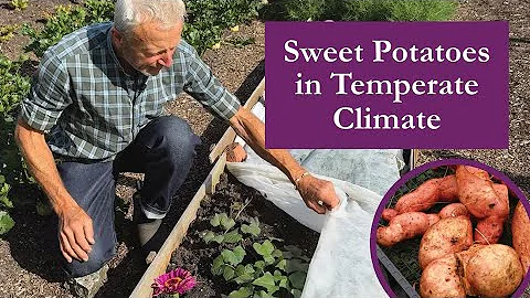 Sweet Potatoes in a Temperate Climate – Beauregard Grown No Dig in Somerset, UK