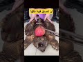 الفك الاخطر في العالم لن تصدق انها سلحفاة الفك الاخطر في العالم لن تصدق انها سلحفاة