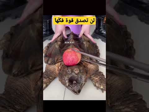 الفك الاخطر في العالم لن تصدق انها سلحفاة