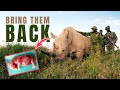 Bring Them Back — Can We Reverse Northern White Rhino Extinction?