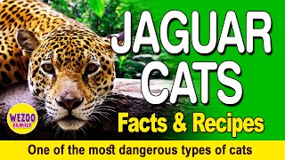 TOP 10 FACTS ABOUT JAGUARS CATS - Biggest Cat in Americas   . by Wezoo Family 154 views 1 year ago 6 minutes, 30 seconds