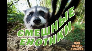 ТАКИЕ ЗАБАВНЫЕ И СМЕШНЫЕ ЕНОТЫ. Смешные еноты. Приколы с енотами