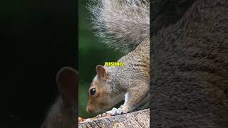 The UK's "GHOST" squirrel is pure magic