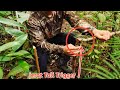 SURVIVAL SKILL-Toturial Membuat Jerat Binatang[Animal Trap Toturial]