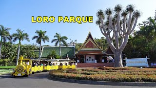 Loro Parque, Teneryfa - część 1 (Lwy morskie, Orki, Delfiny).