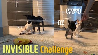 DOGS Reaction to the Invisible challenge | Funny dog video
