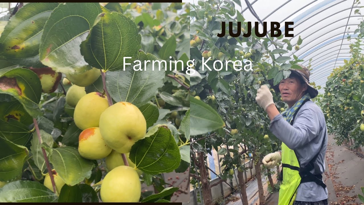JUJUBE FARMING #KOREA😀🇰🇷🍒#Shanti Mom