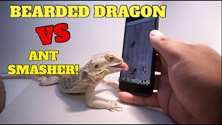 Bearded Dragon Vs Ant Smasher!! Beat My High Score!