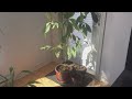 Home grown avocado plants - How to grow an Avocado Tree from an Avocado Pit