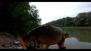 HÁROM A MAGYAR IGAZSÁG - 11 KG-OS PONTY - Feeder horgászat a Tiszán.