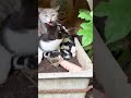 我が家の庭に猫の親子がいた#shorts