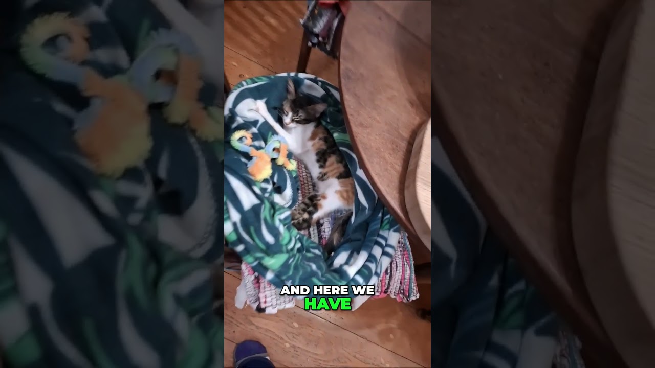 Cat Foundation's Electra's Illness: A Heartbreaking Story 