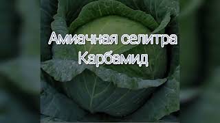 Нехватка елементов питания капусты. желтеют листья, вянет, пропадает. Cabbage,Agriculture.