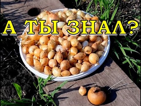 КАК сажать ЛУК в зиму? Проверенный способ👌👌👌