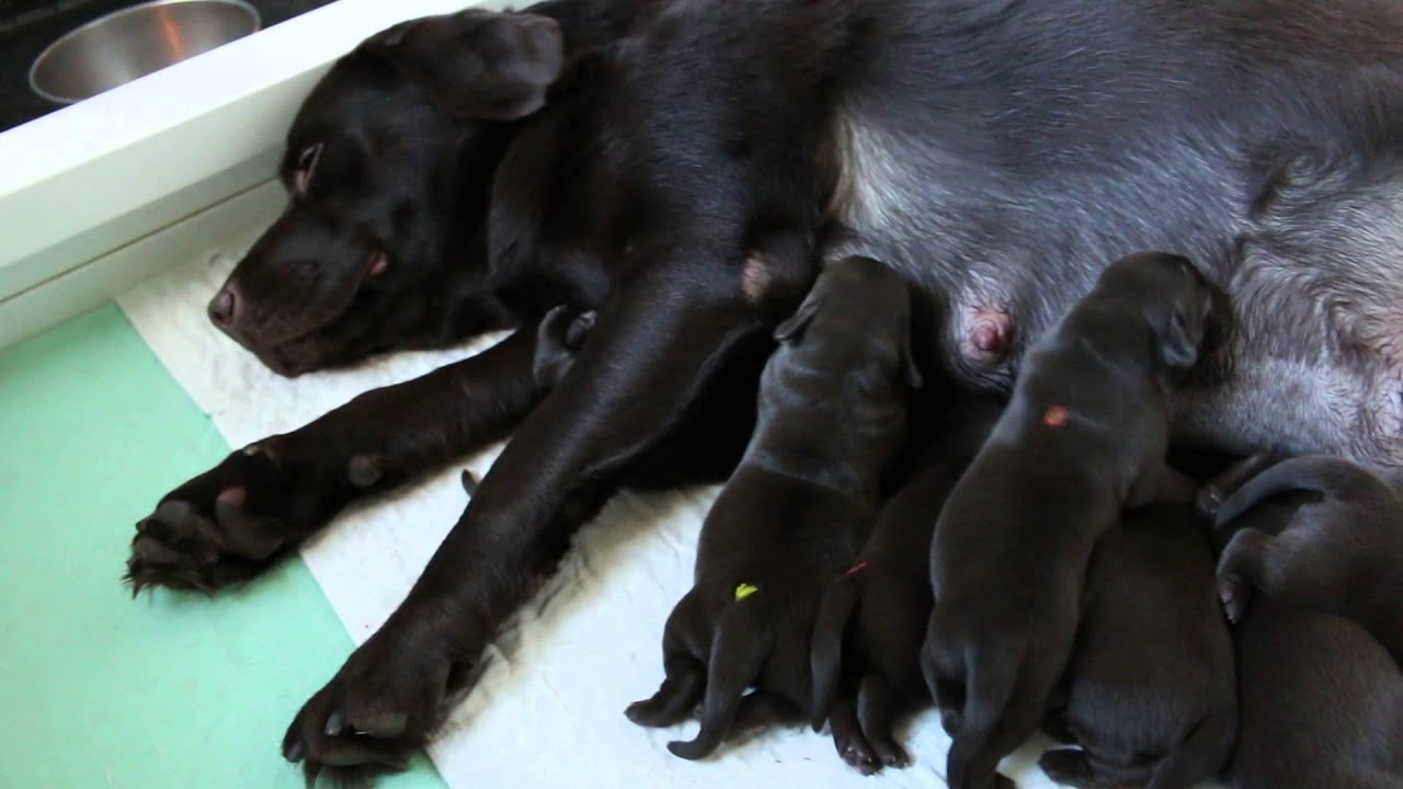 Patty x Duffy Litter - Their First Week