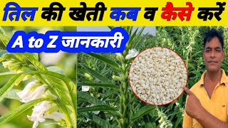 गर्मी में तिल की खेती कैसे करें|तिल की खेती की जानकारी|Sesame Farming|Til ki kheti kese kare|तिलहन