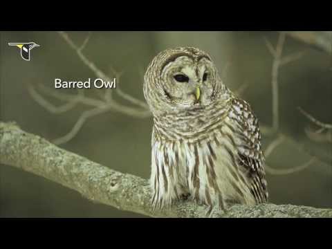 The Distinctive Calls of Owls: A Sampler