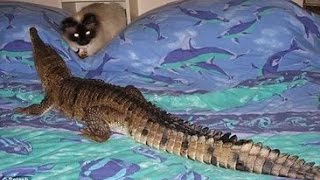 10 НЕОБЫЧНЫХ ЖИВОТНЫХ КОТОРЫХ МОЖНО ДЕРЖАТЬ ДОМА 10 НЕОБЫЧНЫХ ЖИВОТНЫХ КОТОРЫХ МОЖНО ДЕРЖАТЬ ДОМА