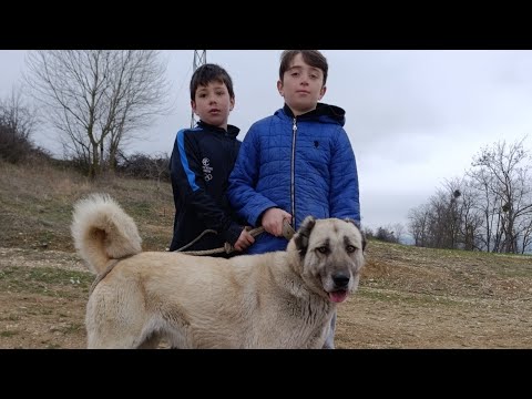 EFSANE GERİ DÖNÜYOR #köpek #kangal #hayvansevgisi #öneçıkar #dayı