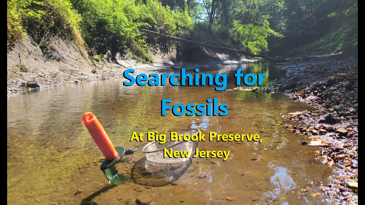 Fossil Hunting in NJ: Back at Big Brook Preserve - YouTube