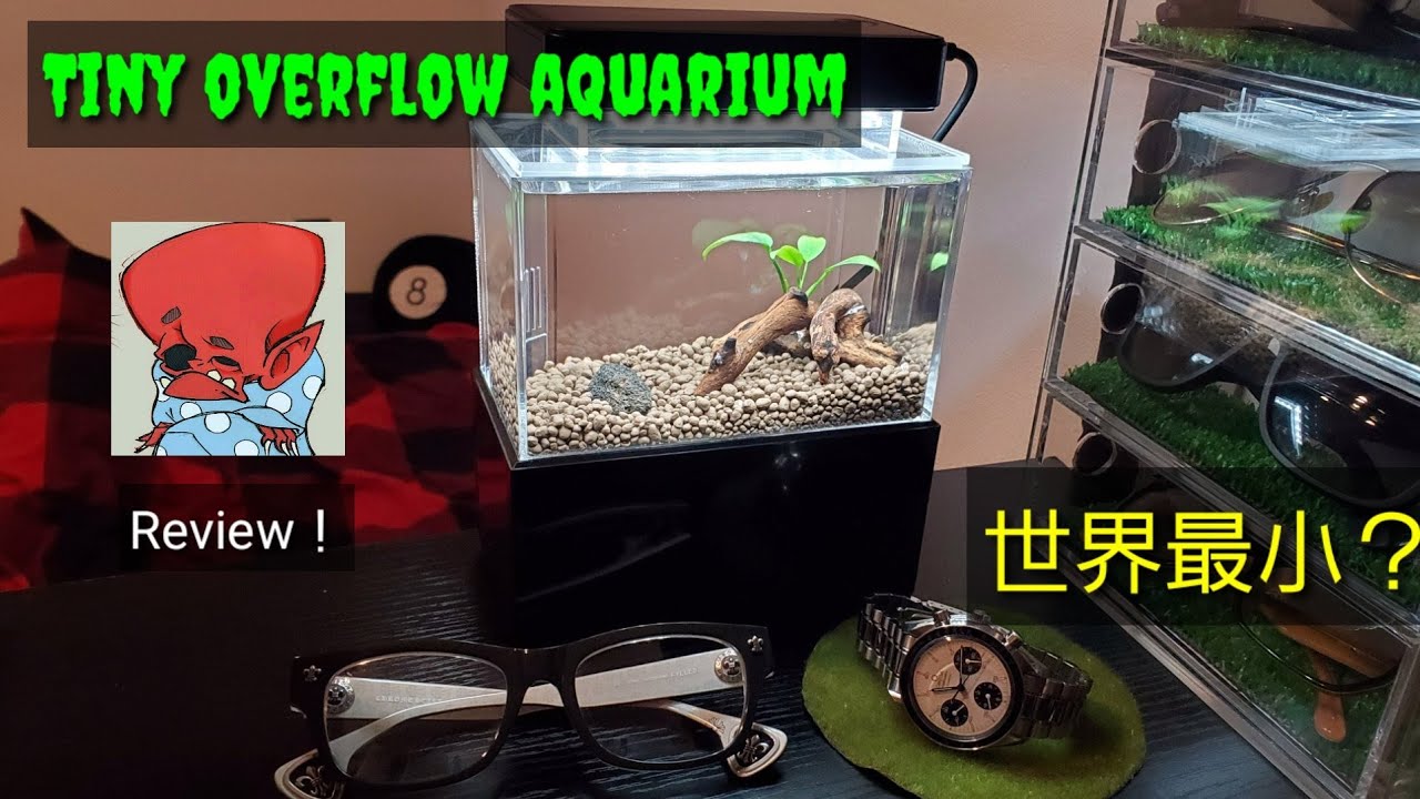 Aquarium 超ミニオーバーフロー水槽立ち上げ 世界最小 Youtube