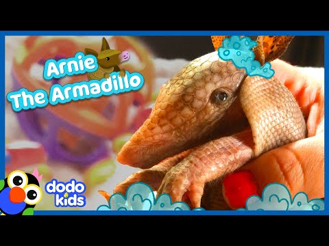 Baby Armadillo Wants To Take A Billion Baths | Calm x Dodo Kids