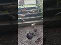 very nice video #short video #funny