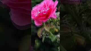 🌹..صباحكم جميل كجمال قلوبكم ..🌹