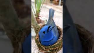 BELLAS AVES CRÍAN A POLLUELO 🐦 Pájaros azules crían con la ayuda de un humano